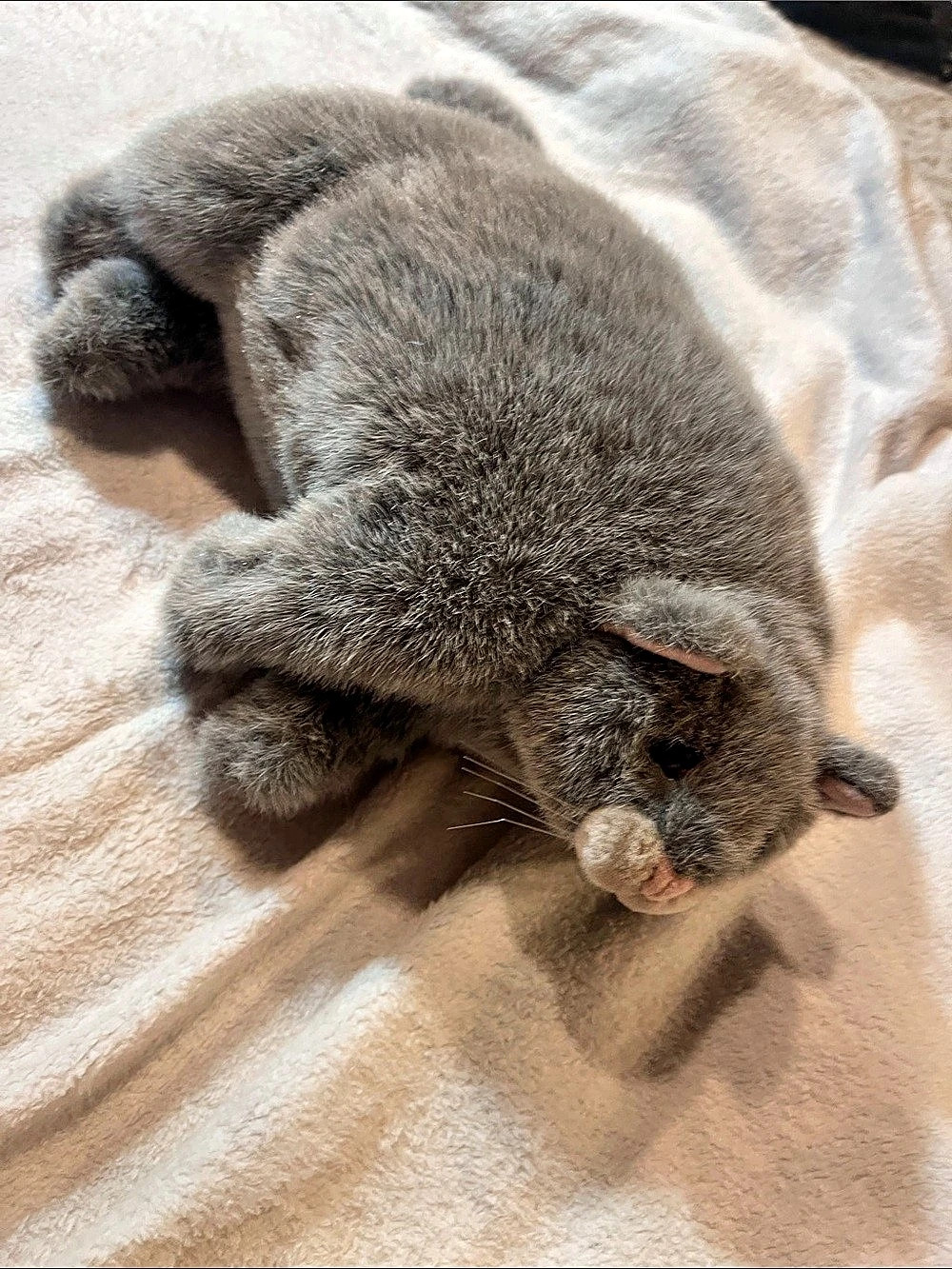 Dakin Gray Cat Plush Stuffed Animal